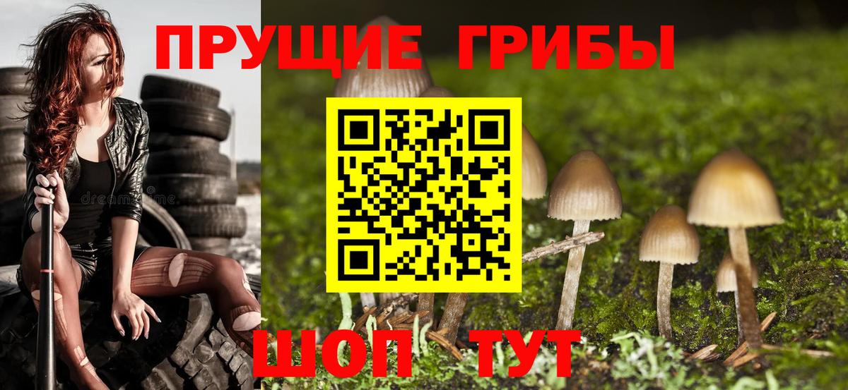 Славгород  Псилоцибиновые грибы Psilocybe  как найти   Вход с VPN 